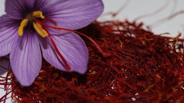  فوائد الزعفران Saffron للشعر