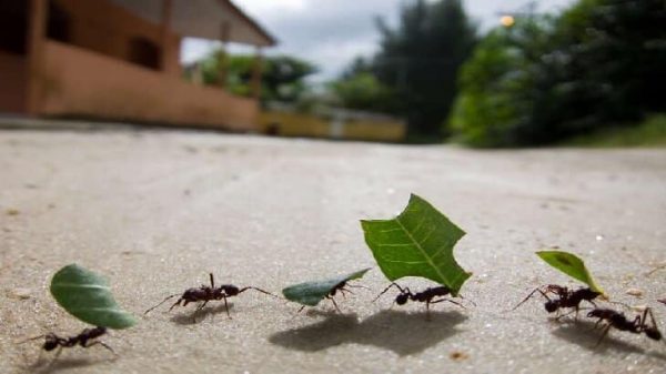 تفسير حلم الحشرات في المنام لابن سيرين للرجل