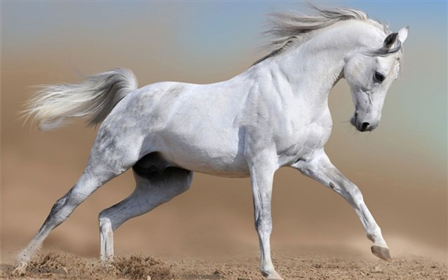 الحصان الأبيض فى المنام