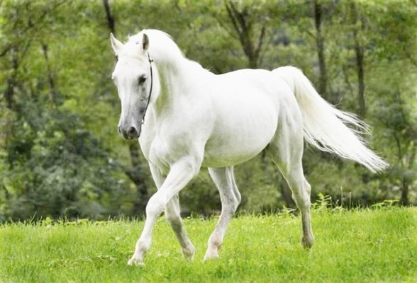 تفسير حلم الحصان الأبيض فى المنام لابن سيرين