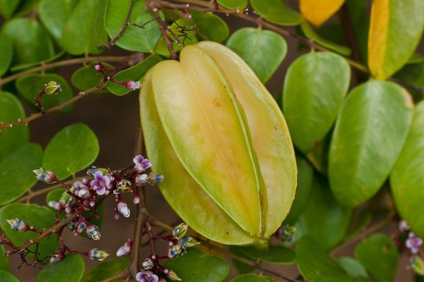 الفوائد الصحية لفاكهة الكاراموبالا