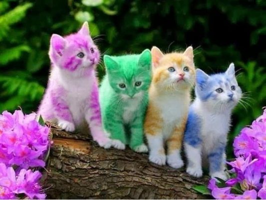 تفسير حلم القطط الملونة