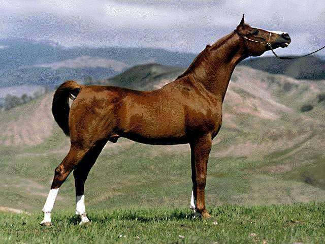 Unenäo tõlgendus mind jälitava hobuse kohta... Uurige selle visiooni tähendust – Südamete entsüklopeedia