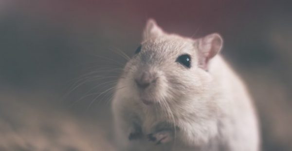 تفسير رؤية الفأر الصغير فى المنام