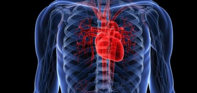 كيفية المحافظة على القلب في جسم الانسان ؟