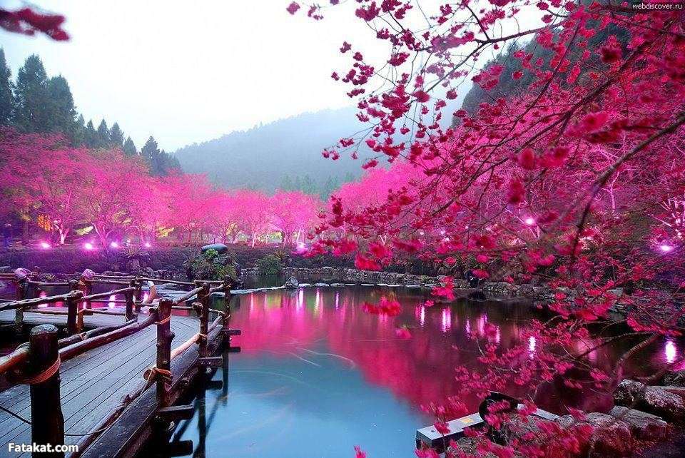 ازهار الكرز في بحيرة ساكورا في اليابان
