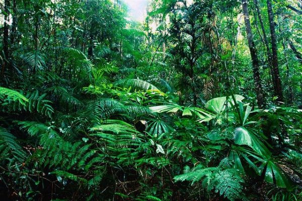 سمات الغابات الاستوائية الموسمية