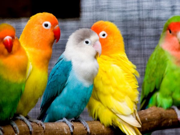 العصافير الملونة في المنام