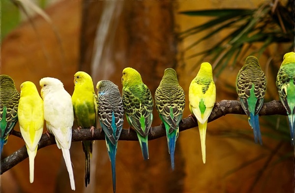 طريقة تربية العصافير الاسترالي
