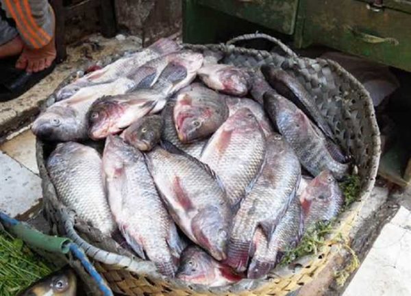 دراسة جدوى تربية أسماك البلطي