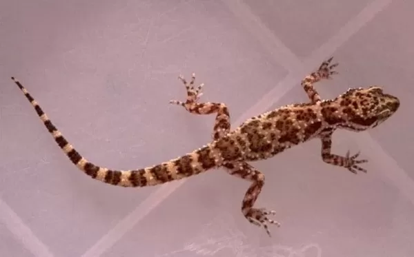 Lladd gecko mewn breuddwyd - Gwyddoniadur Calonnau