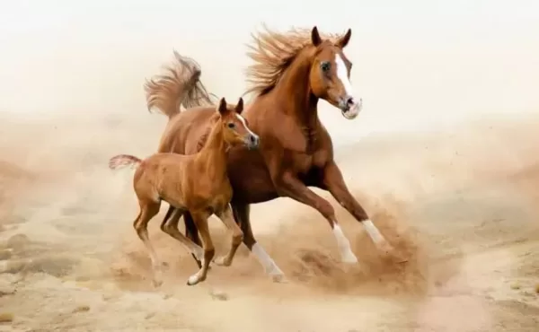تفسير الأحلام الخوف من الحصان و الهروب منه بالنسبة للمرأة المطلقة