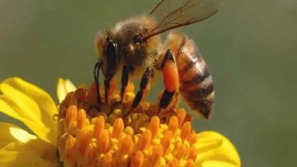 الخوف من النحل في المنام للمتزوجة لابن سيرين