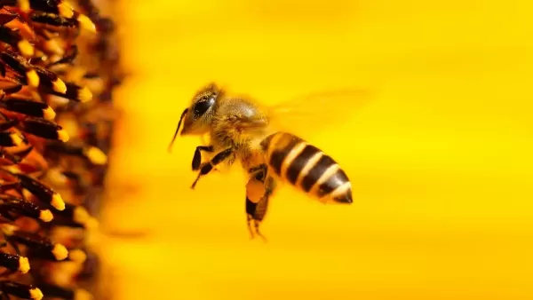 تفسير حلم لسعة النحل في اليد لابن سيرين