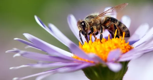 تفسير حلم لسعة النحل في اليد للحامل
