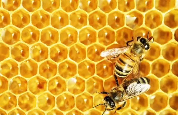 تفسير حلم لسعة النحل في اليد للعزباء