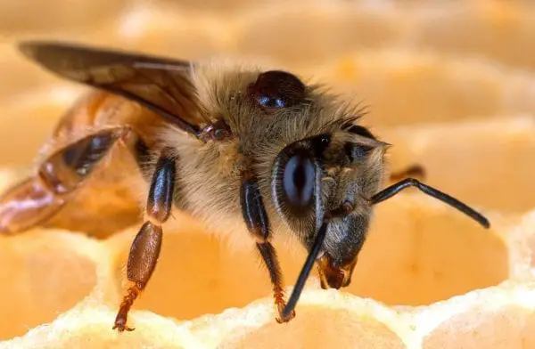 تفسير حلم لسعة النحل في اليد