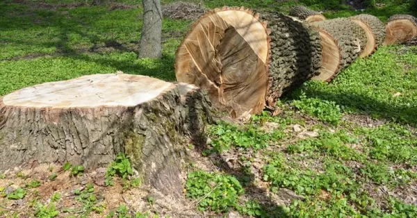 قطع شجرة السدر في المنام للعزباء