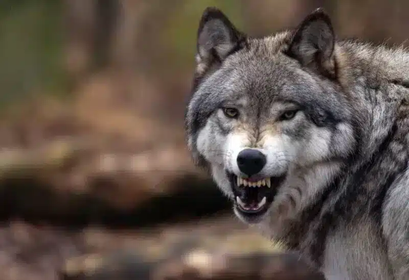تفسير حلم الهروب من الذئب للعزباء